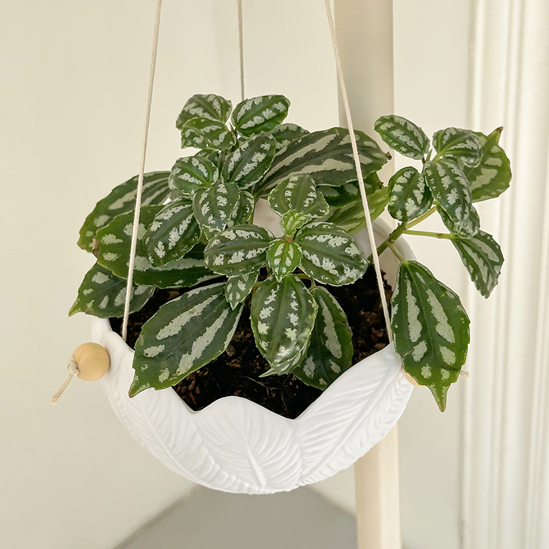 White Textured Resin Wall Hang - Plant Parent ulasan dan harga